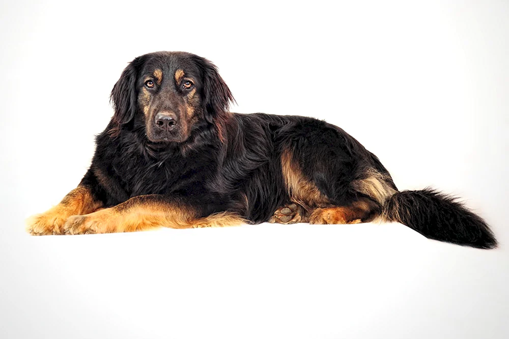 Gordon Hund