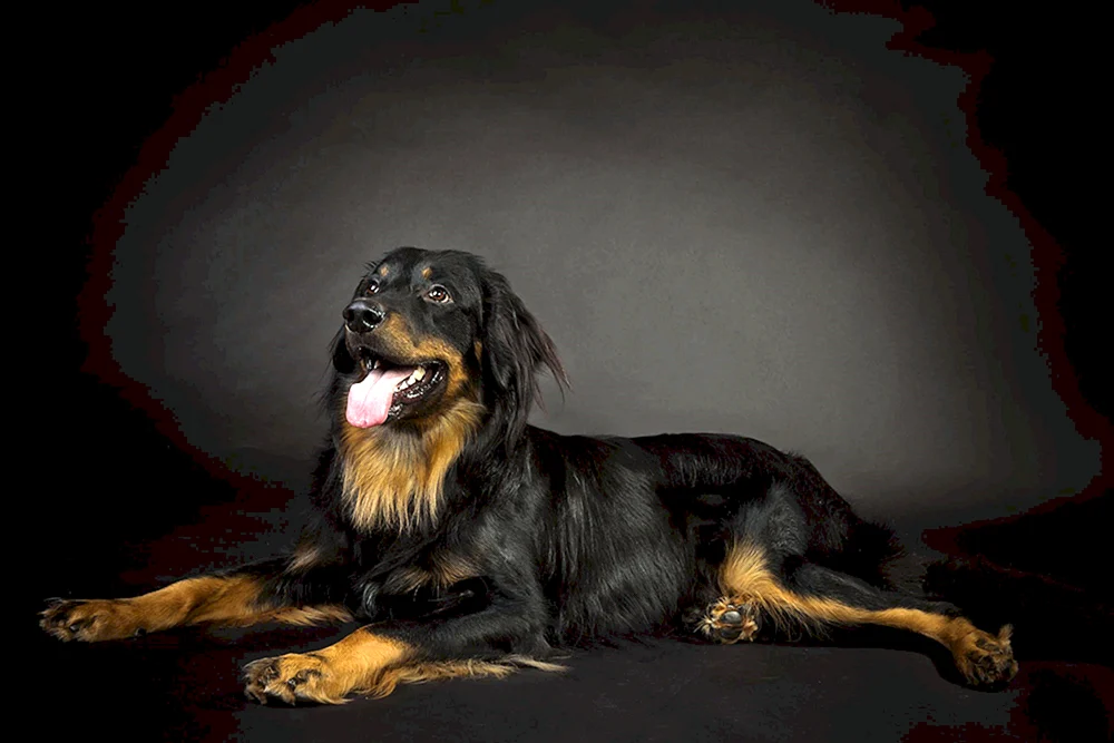 Berner Zennenhund