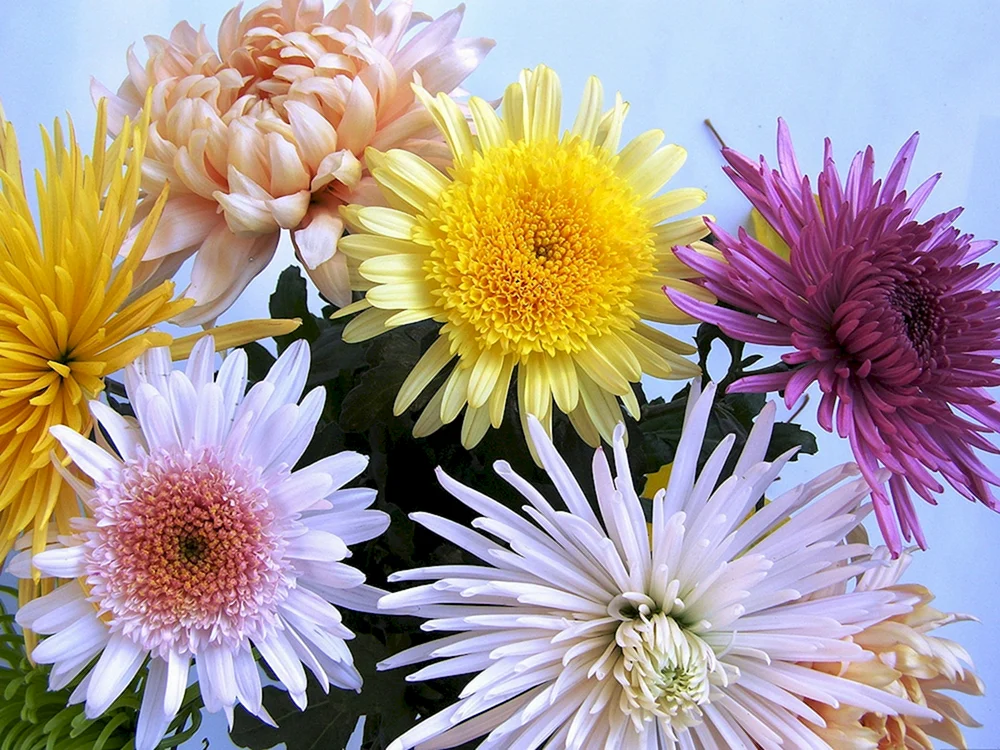 Chrysantheme Alec Bedser