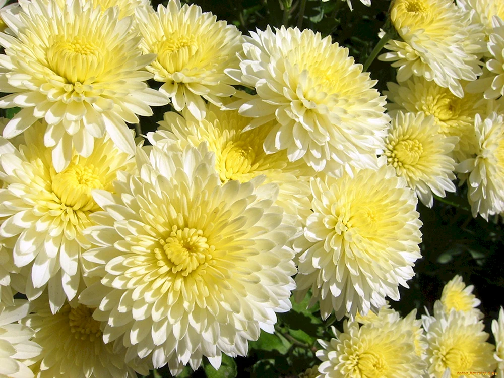 Chrysanthemum Bella. Gelb