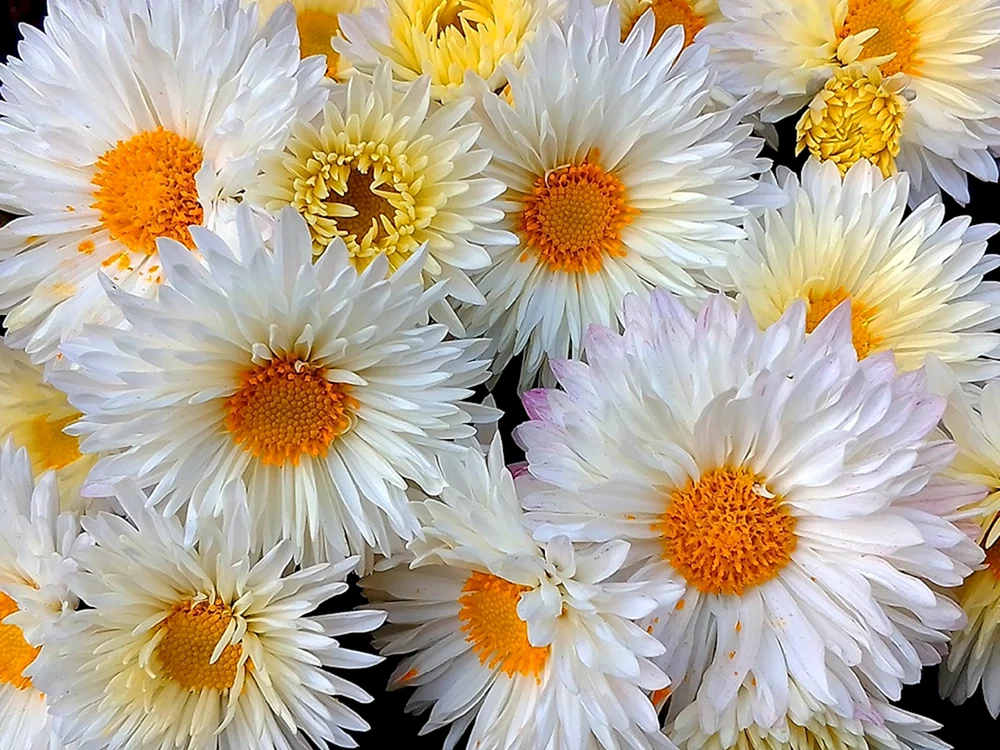 Chrysanthemum Bella orange