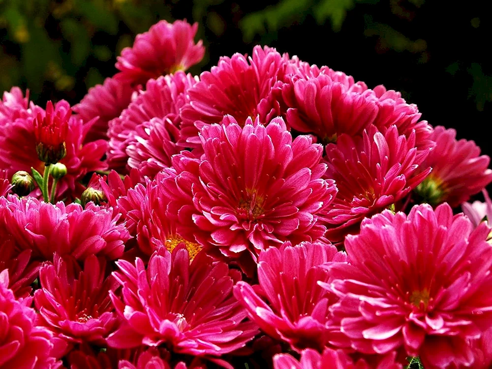 Chrysanthemum Diavelle