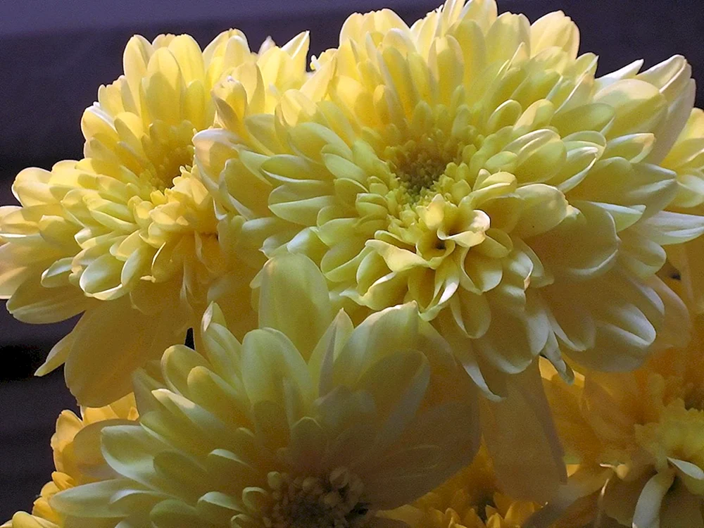Chrysanthemum Ellen Gelb