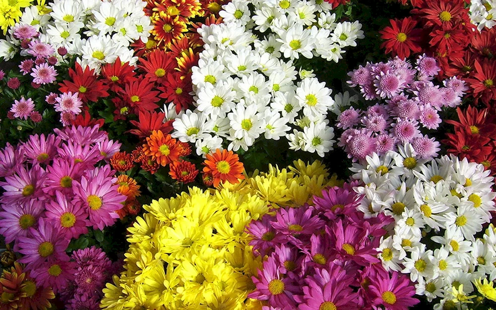 Chrysanthemum Etna