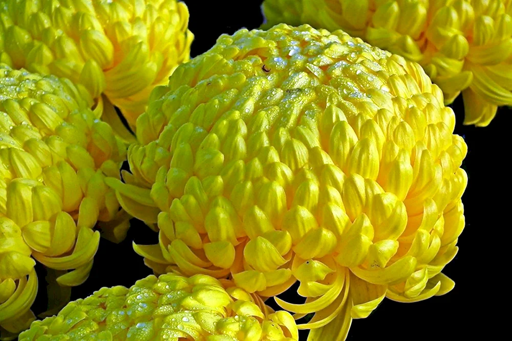 Chrysanthemum Evelyn Bush