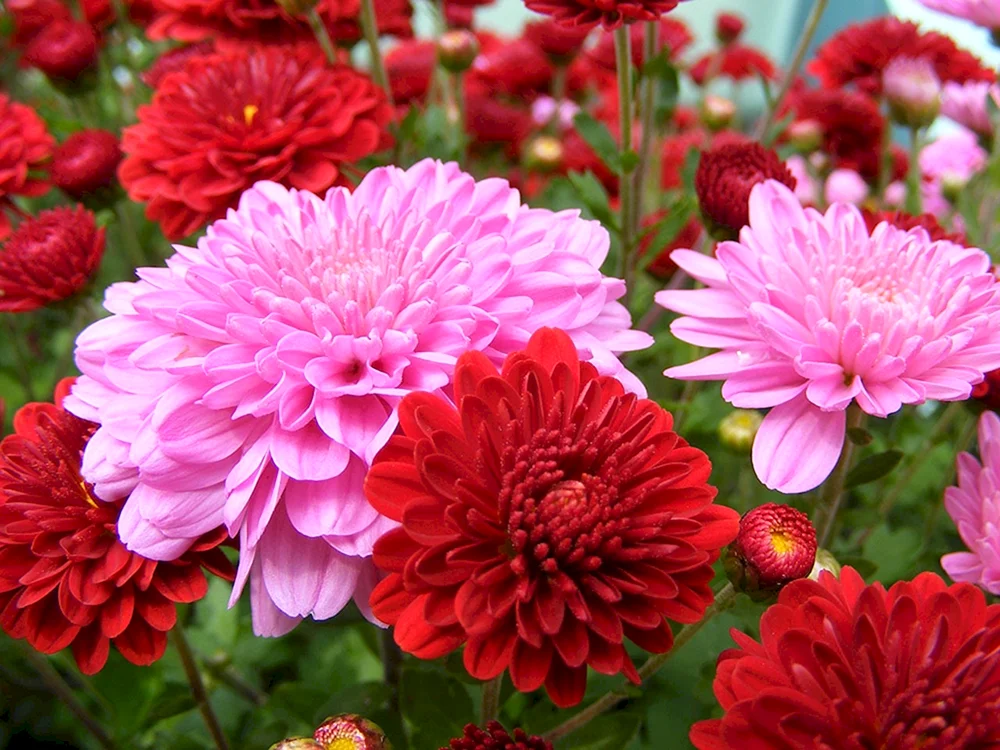 Chrysantheme Fuji Rose