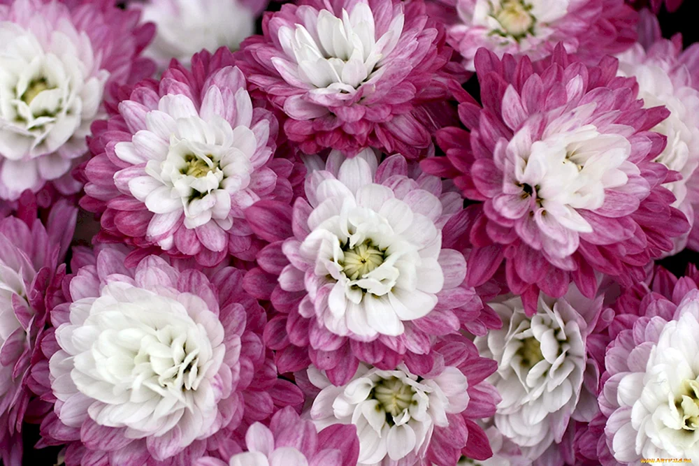 Chrysanthemum Fuji Snow