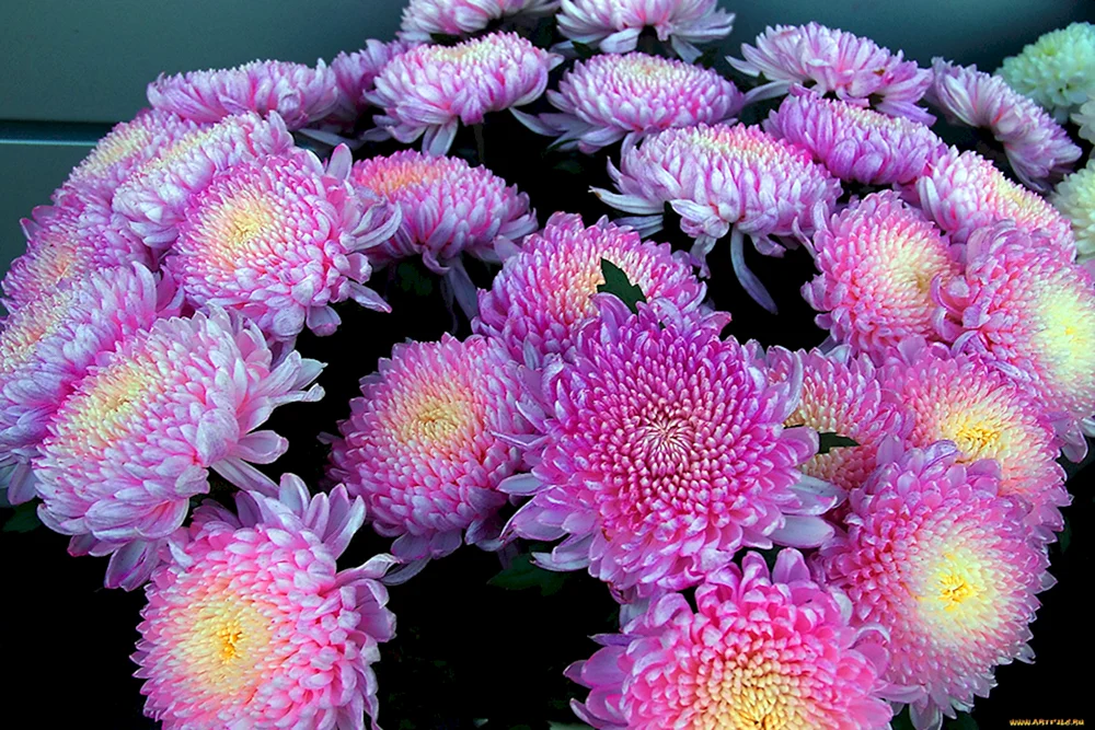 Chrysanthemum Dahlia