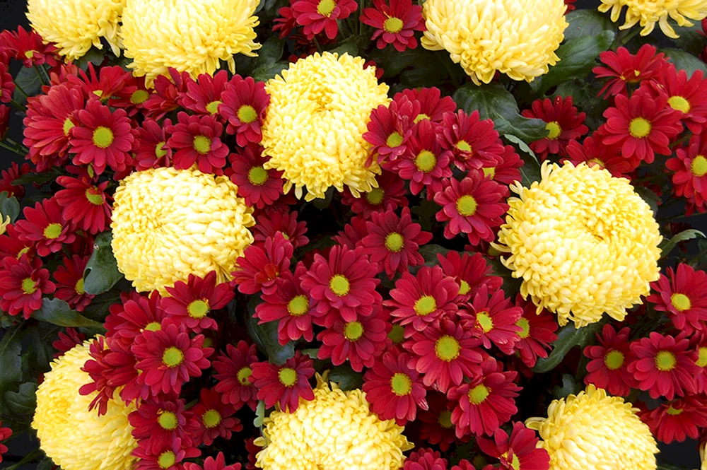 Chrysanthemum Dahlia