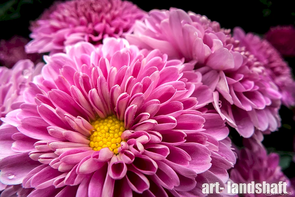 Chrysantheme Dahlie