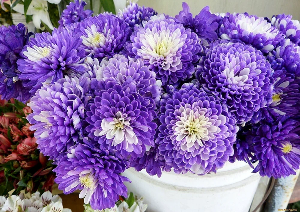 Chrysantheme Gilbert. Violett