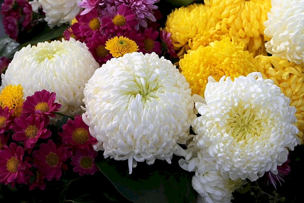 Chrysantheme Gustav