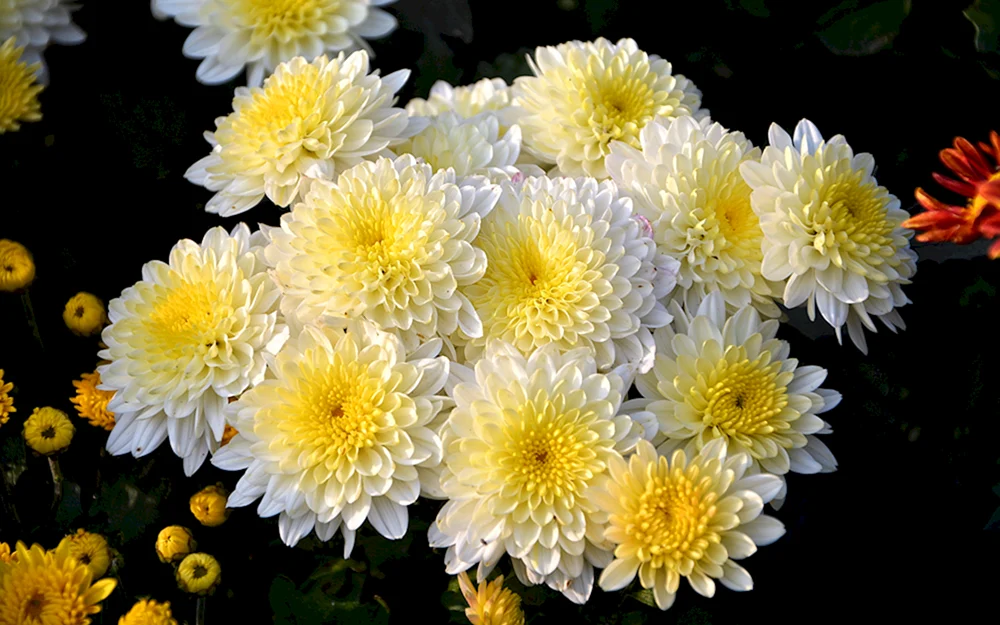 Chrysanthemum Gustavus