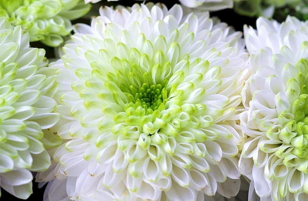 Chrysantheme Gustav