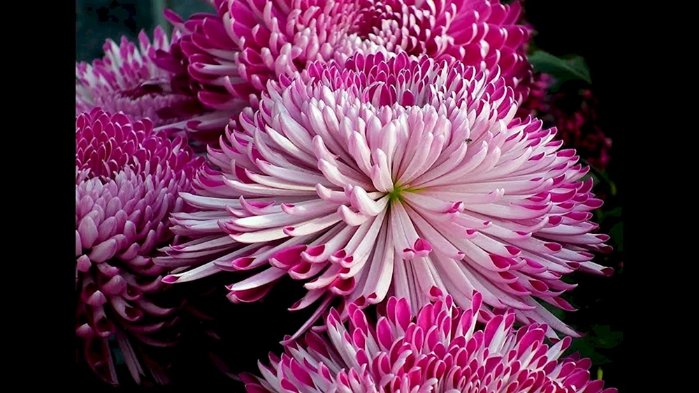 Chrysantheme Gustav einköpfig
