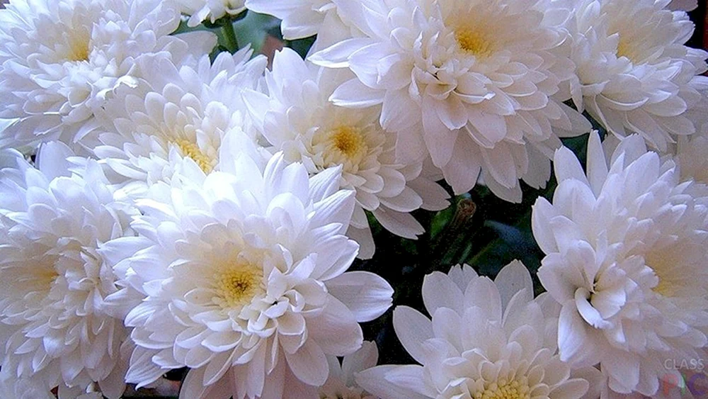 Chrysanthemum Camellia