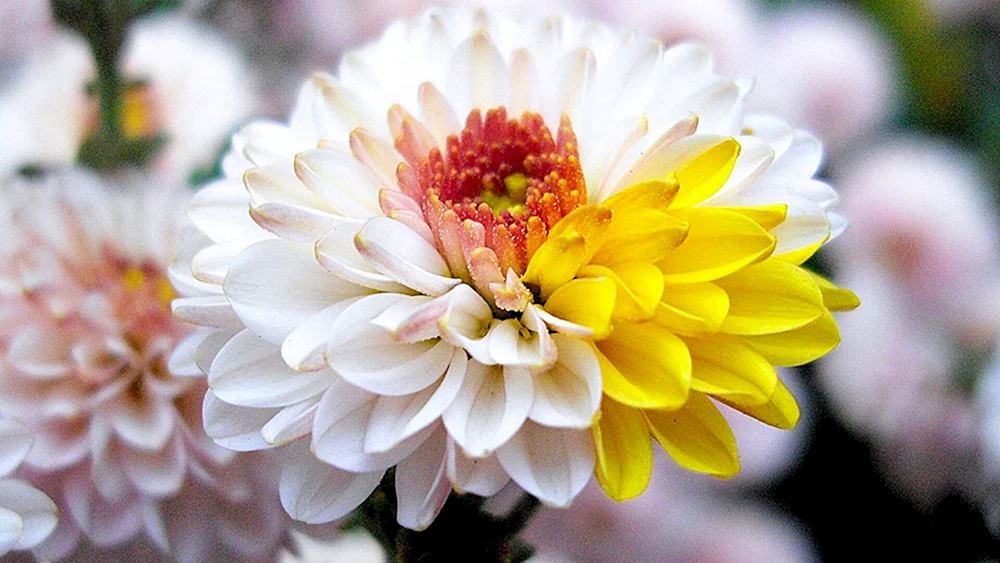 Chrysanthemum Hornbill