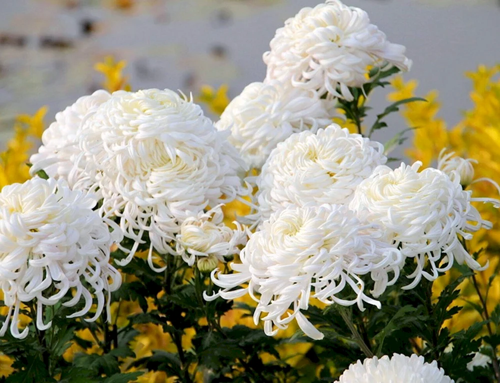 Chrysantheme Kokosnuss weiß