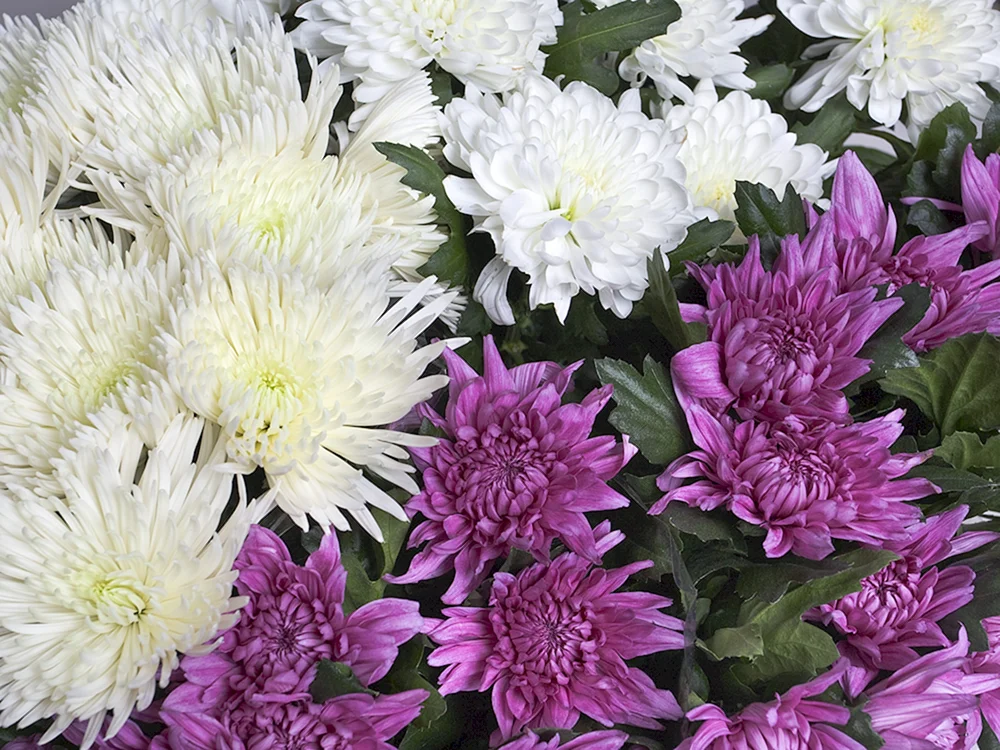 Chrysanthemum Korean Everest