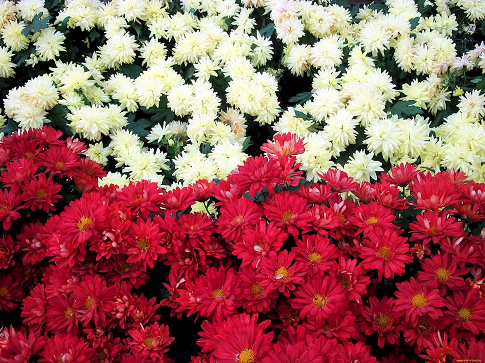 Chrysantheme Korean Watra