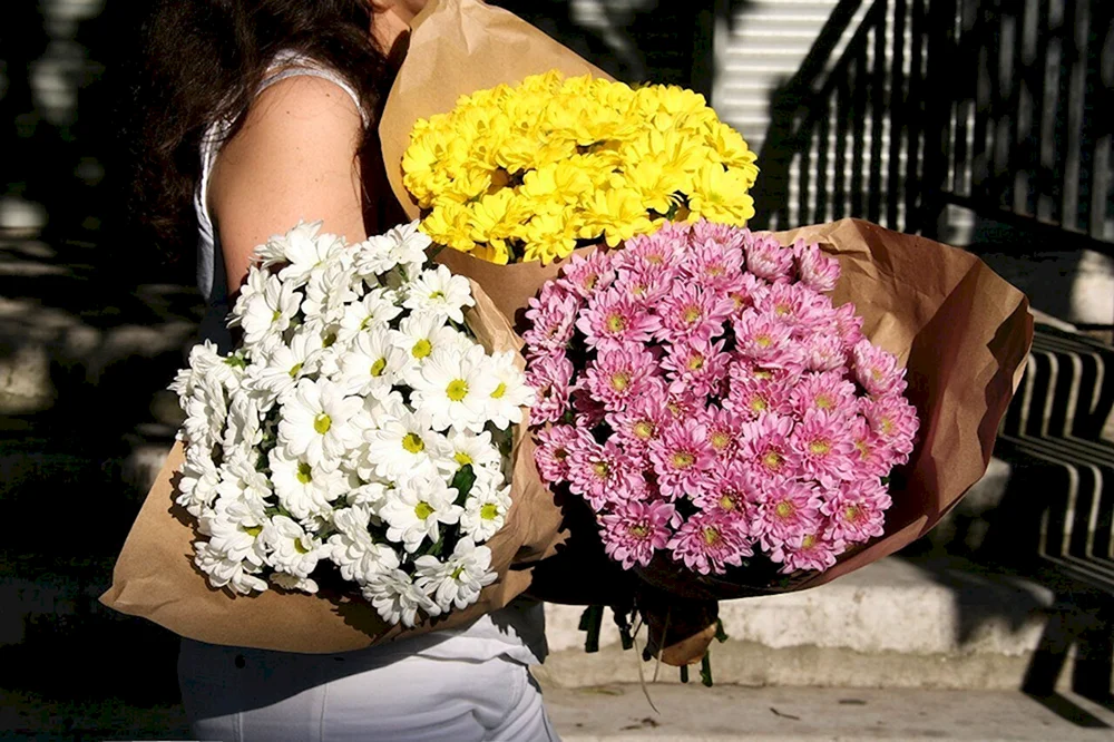Chrysantheme Modena Rosa