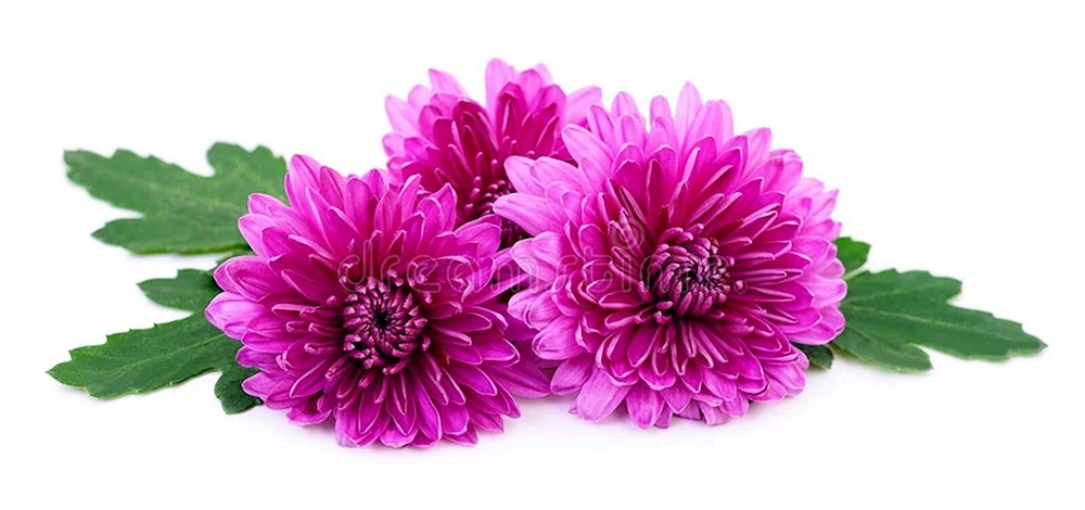 Aster lila