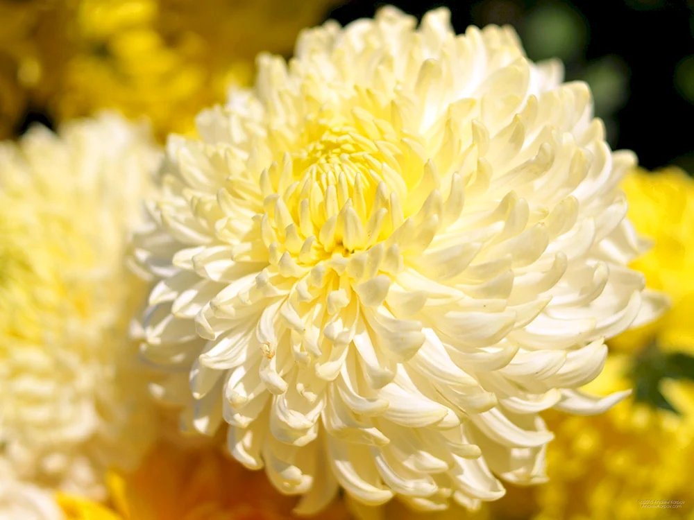 Chrysantheme Ribonet