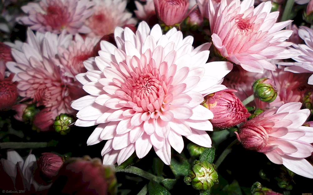 Chrysantheme Ruby Mill