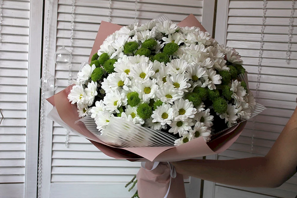 Chrysanthemenstrauch-Chrysantheme VIP