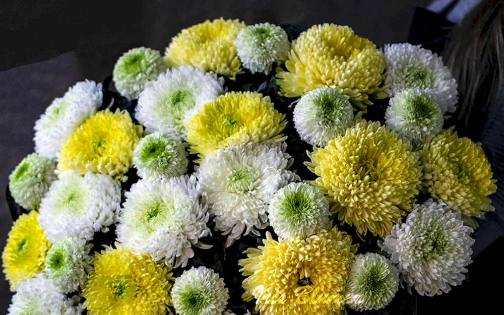 Chrysantheme Santini einköpfig
