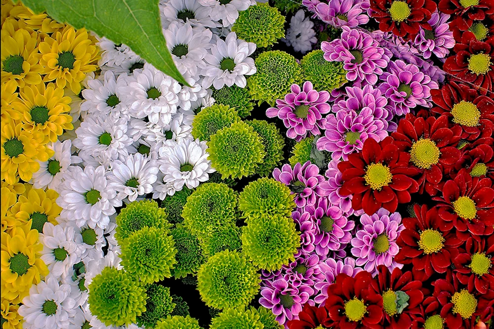 Chrysanthemum Santini grün