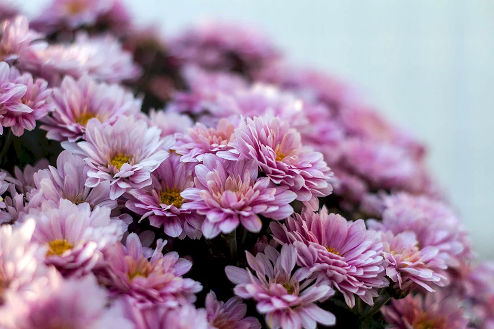 Chrysanthemum Sorbet Berry