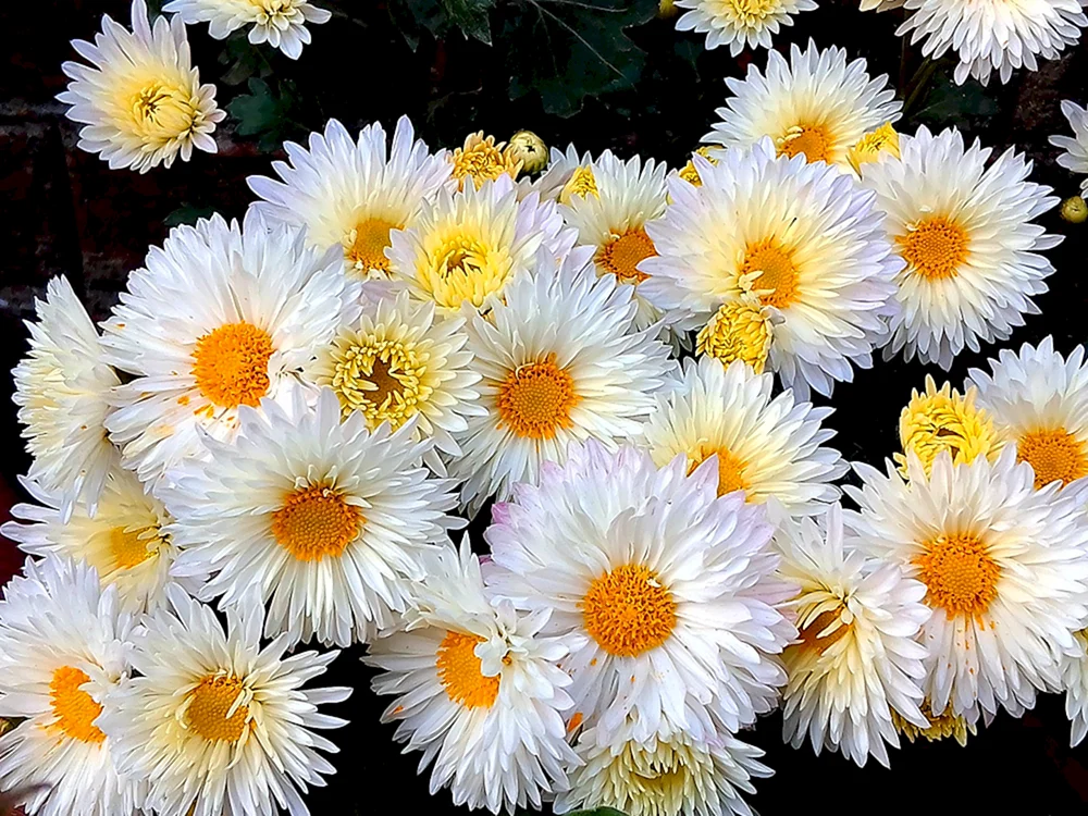 Chrysantheme Vanille