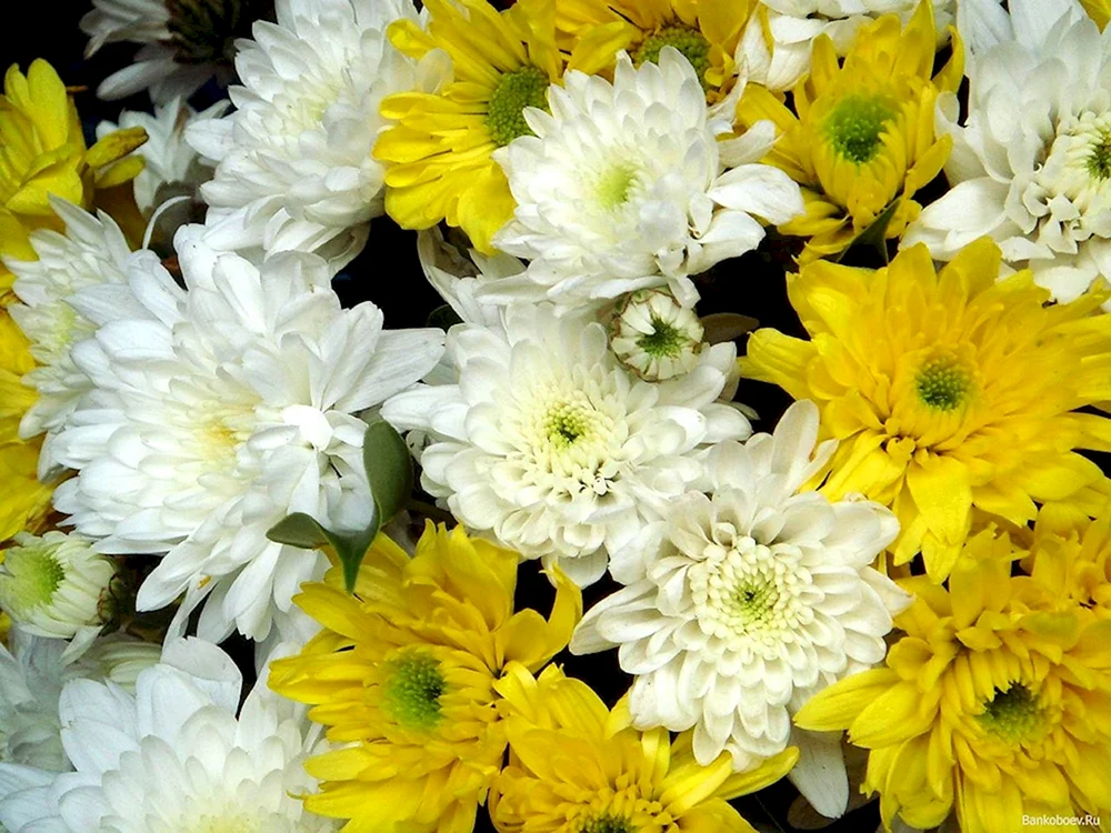 Chrysanthemen