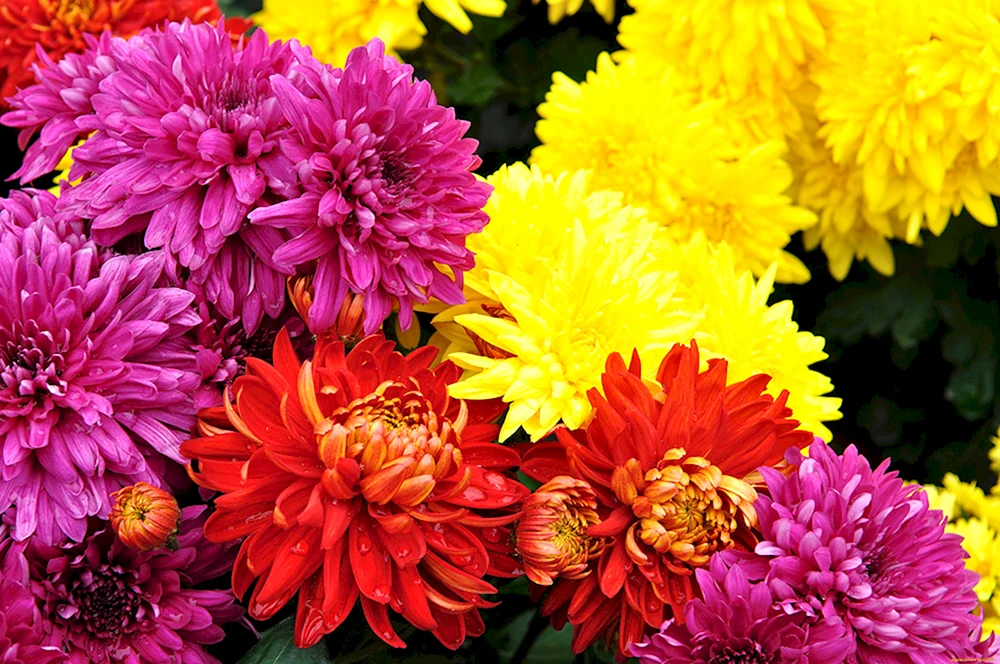 Chrysanthemen