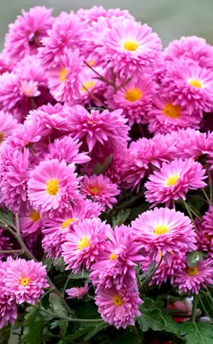 Chrysanthemen Septemberbeere