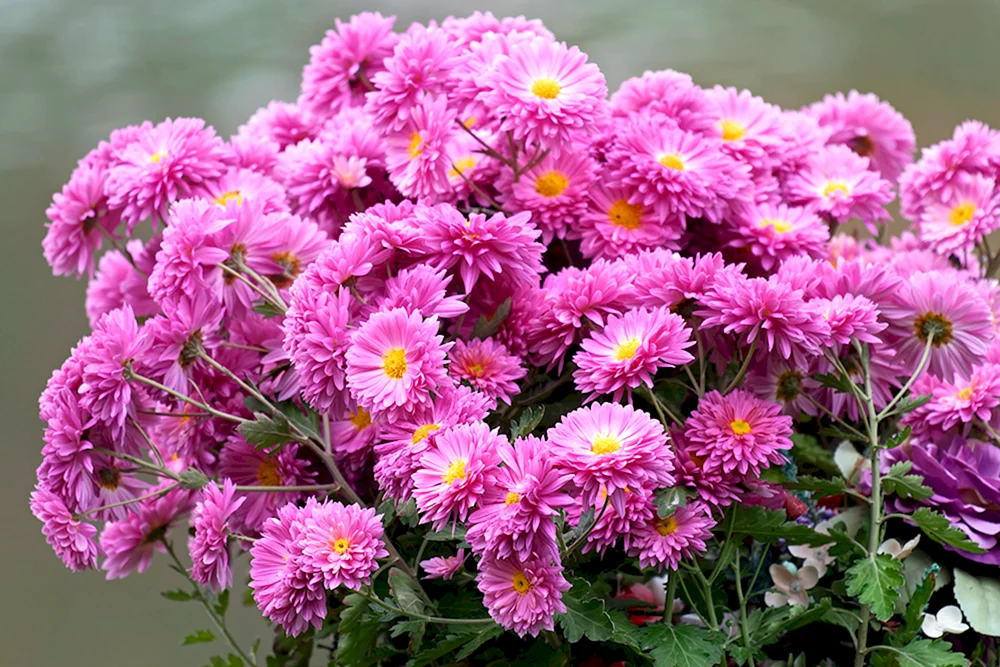 Chrysanthemen Septemberbeere