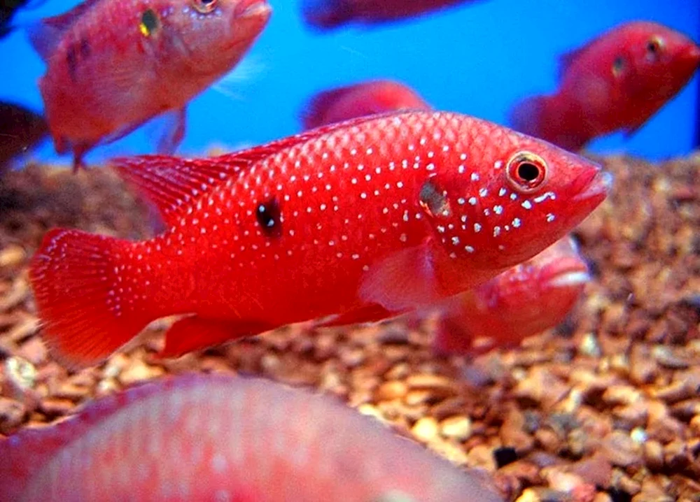 Chromis beautifulus