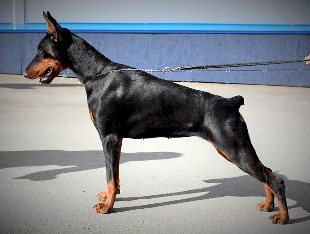 Dobermann ungeschnitten