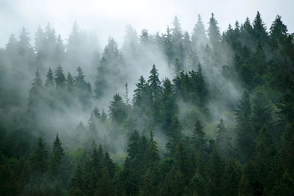 Der Schwarzwald im Nebel