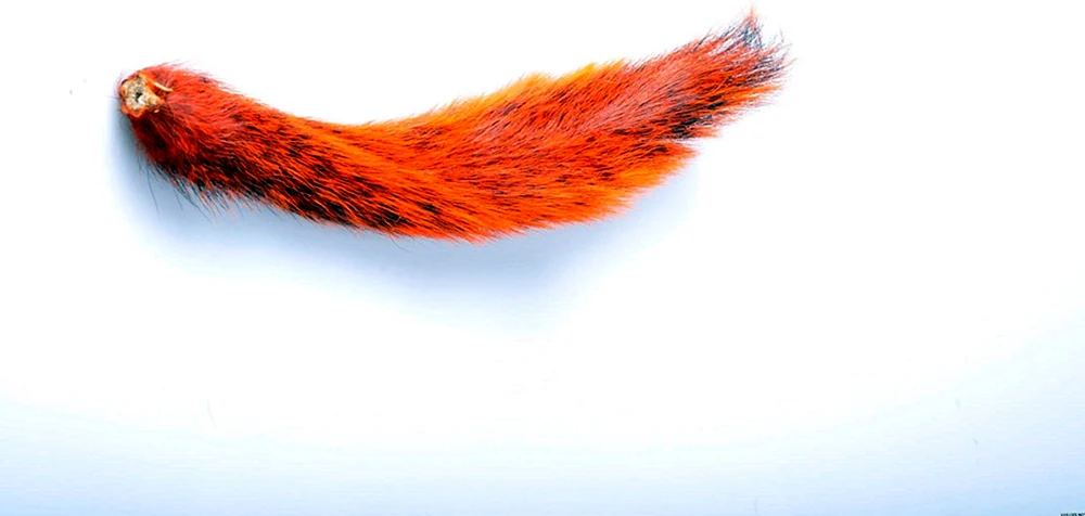 Fuchsschwanz