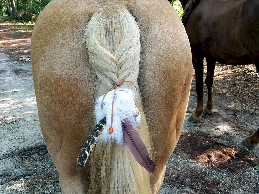 Palomino Haflinger