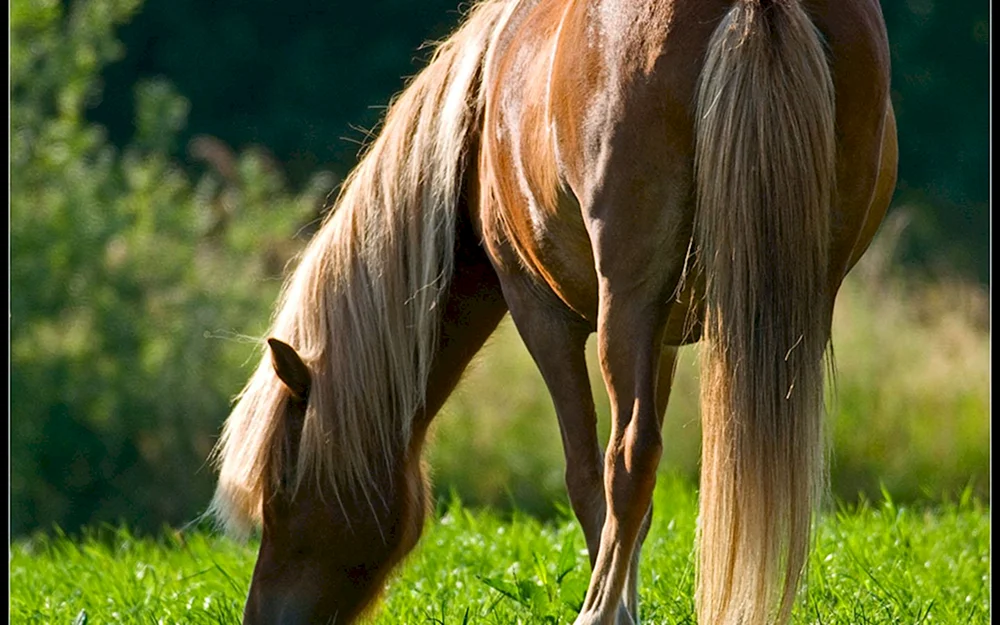 Pferdeschweif