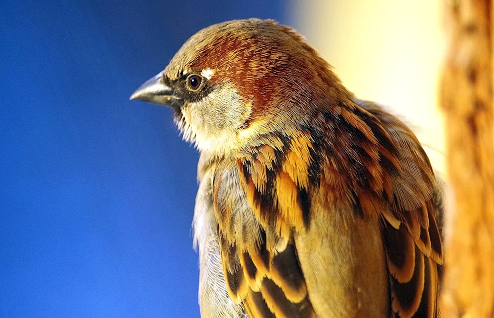 Federn Vögel