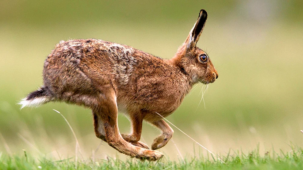 Riesenhase Menorcas
