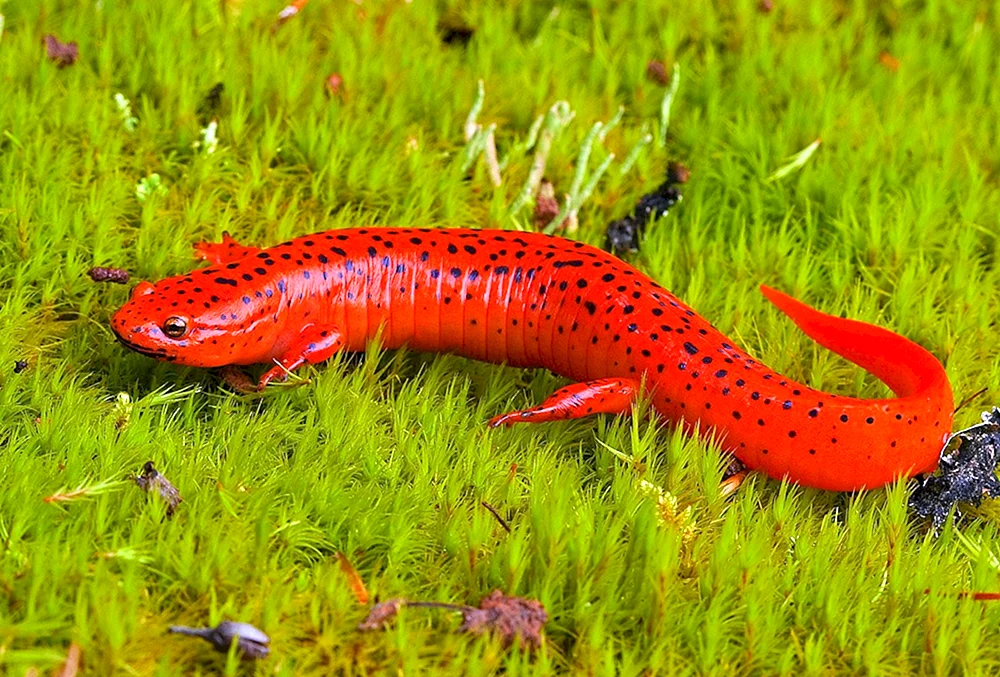 Roter Amphibien-Triton