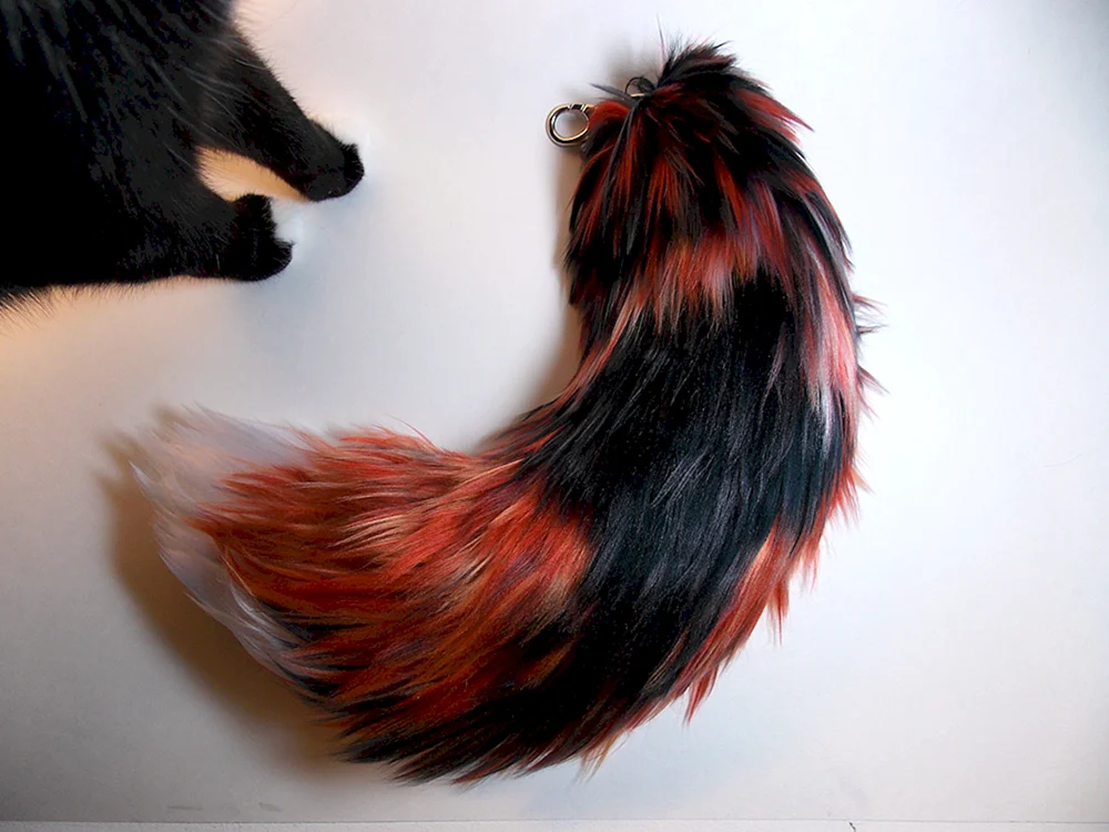 Pomeranian Spitz Uncut