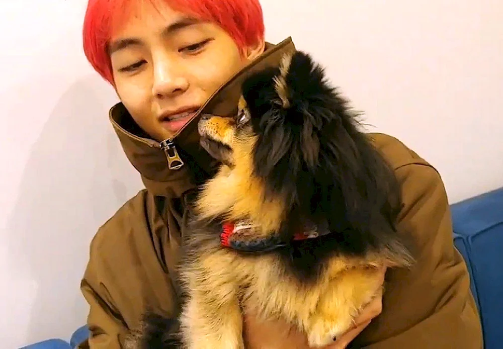 Hund Kim Taehyuns Hund Daehaena BTS yontan