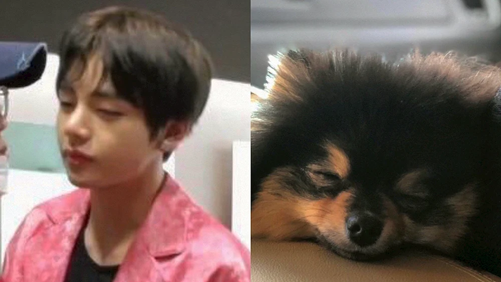 Hund Daehaena BTS