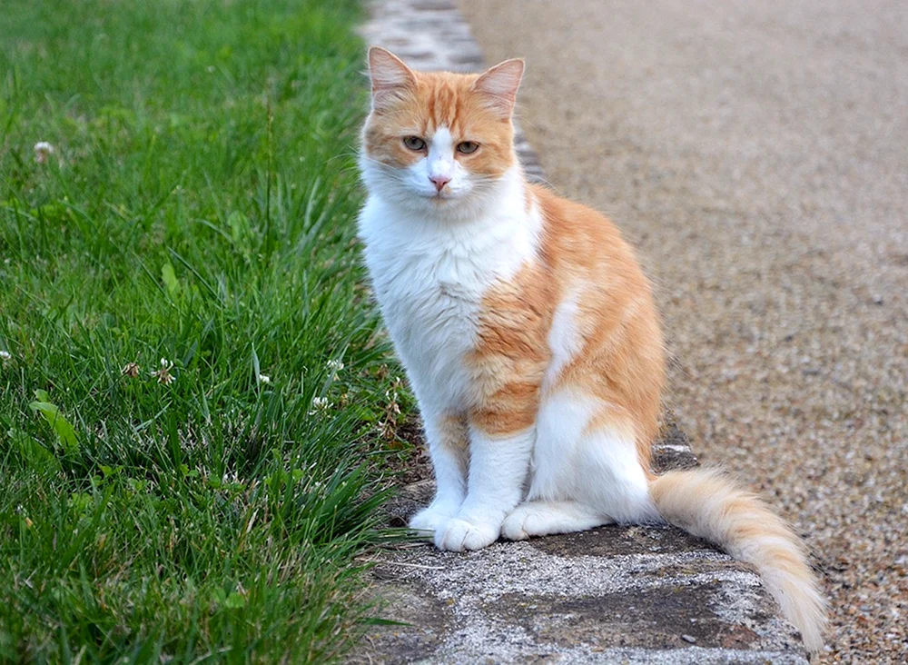 Kimrick Katze rot